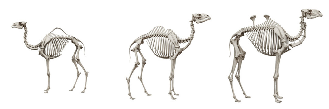 Camel skeleton, Camelus dromedarius, side profile, long leg bones and hump spine structure, Camelidae tylopoda osteology, digitigrade artiodactyla skeletal system profile mapping format asset