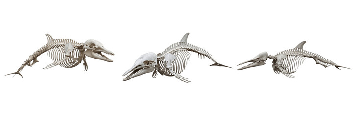 Dolphin skeleton, Tursiops truncatus, floating pose, marine mammal vertebrae detailed, Delphinidae cetacean osteology, vestigial pelvis cetacea flipper skeleton morphology framework alignment © SmartBee
