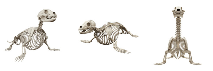Seal skeleton, Phoca vitulina, streamlined marine mammal anatomy, centered composition, Phoca vitulina pinniped osteology, hind flipper backward pelvis orientation bone configuration framework © SmartBee
