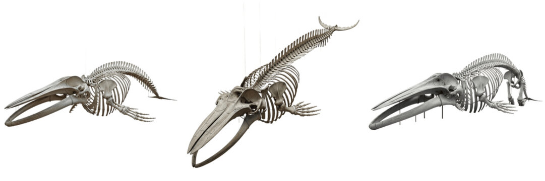 Blue whale skeleton, Balaenoptera musculus, enormous vertebral structure, museum display style, Balaenopteridae mysticete cetacea osteology, baleen rack jaw line skeletal arch framework format