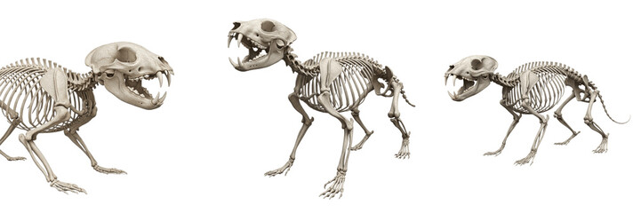 Tasmanian devil skeleton, Sarcophilus harrisii, snarling skull anatomy, scientific detail, Dasyuridae carnivorous marsupial osteology, robust jaw articulation bone mass structure blueprint setup © SmartBee