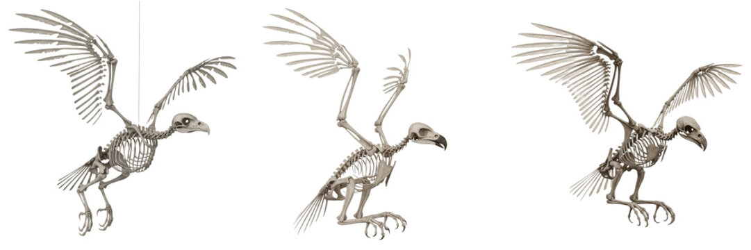 Golden eagle skeleton, Aquila chrysaetos, flying pose, realistic avian skeletal structure, Accipitridae predatory bird osteology, carpometacarpus flight bone morphology mapping blueprint index