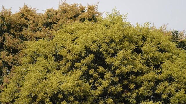 View of flowering mango trees with dense yellow blossoms and green leaves under a clear sky Nepal.