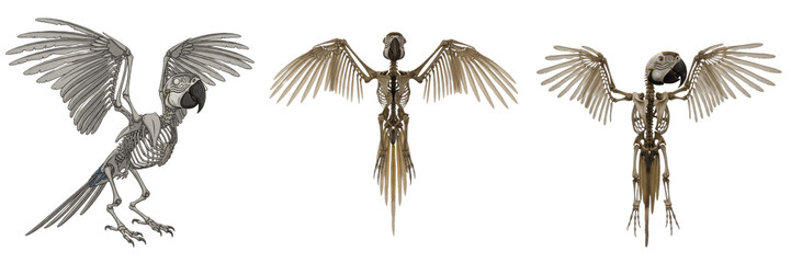 Macaw skeleton, Ara macao, wings spread, realistic tropical bird bones, Psittacidae large psittaciform osteology, elongated tail caudal vertebrae array, zygodactyl foot configuration chart sheet © SmartBee