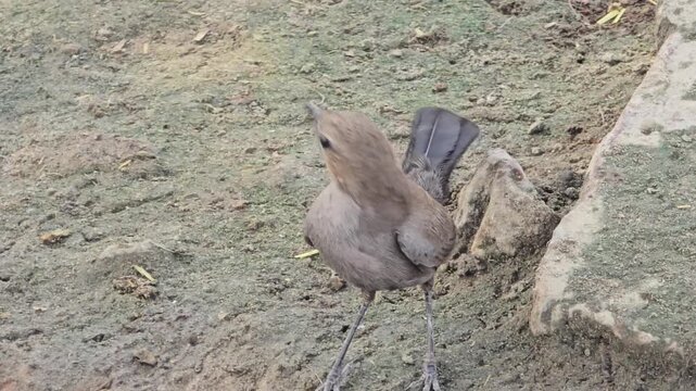 Small brown Indian Robbin bird foraging on sandy ground, wild songbird looking for food in natural habitat, close up of avian wildlife in garden