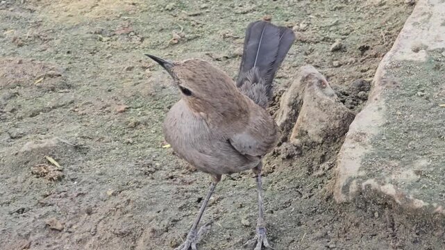 Small brown Indian Robbin bird standing on dry earth, wild songbird observing surroundings in nature, avian wildlife on dusty ground, close up of feathered bird