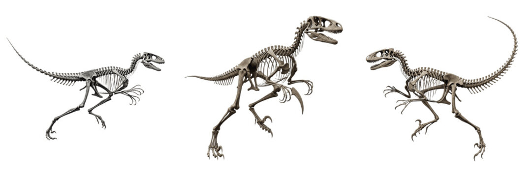 Velociraptor skeleton, Velociraptor mongoliensis, running pose, Dromaeosauridae family, sharp claw structure detailed, sickle foot digit anatomy, bipedal theropod dinosaur osteology model