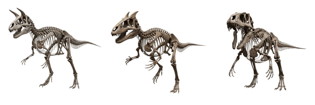 Allosaurus skeleton, Allosaurus fragilis, predator dinosaur anatomy, Allosauridae family, theropod carnosauria osteology model, carnosaur skeletal framework tracking system profile alignment
