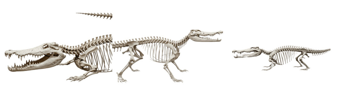 Crocodile skeleton, Crocodylus porosus, side profile, realistic reptile skull structure, Crocodylidae crocodilian osteology, secondary palate diapsid quadrupedal skeletal framework layout map