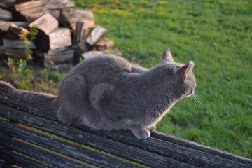 Gray Cat © Steve