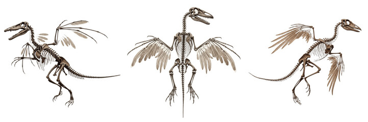 Archaeopteryx skeleton, Archaeopteryx lithographica, feathered dinosaur bird transition anatomy, Archaeopterygidae family, avialae theropod osteology, wing digits long reptilian tail model © SmartBee