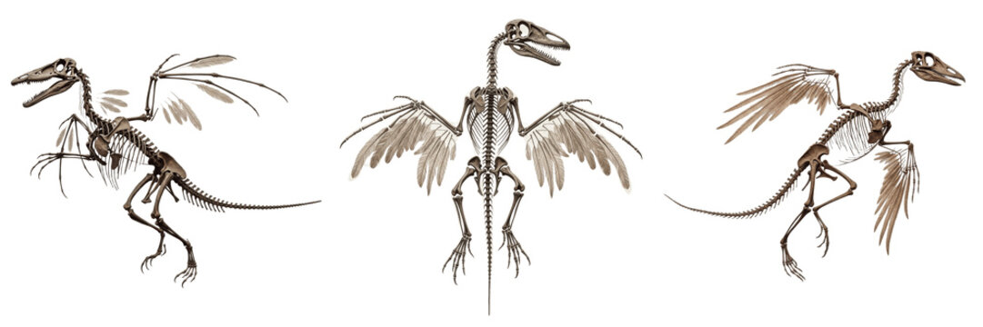 Archaeopteryx skeleton, Archaeopteryx lithographica, feathered dinosaur bird transition anatomy, Archaeopterygidae family, avialae theropod osteology, wing digits long reptilian tail model