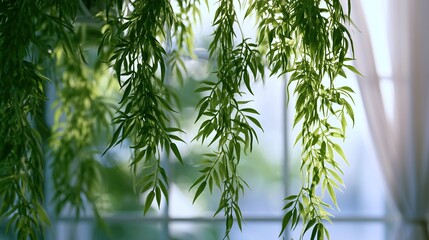 Naklejka premium Hanging Vine Green Plant, Elegant Indoor Home Botanical Widescreen Scenery