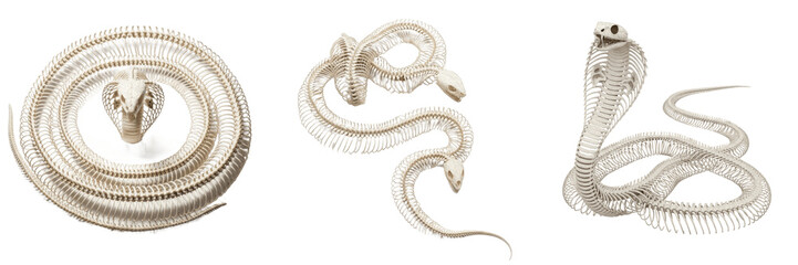 Cobra skeleton, Naja naja, coiled posture, elongated snake vertebrae structure, Elapidae squamata serpent osteology, flexible ribs expansion proteroglyphous fang cranial skull bone framework © SmartBee