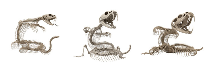 Rattlesnake skeleton, Crotalus atrox, striking pose, detailed fang skull anatomy, Viperidae solenoglyphous viper osteology, rotating maxilla hinged fangs venom apparatus tracking model sheet © SmartBee