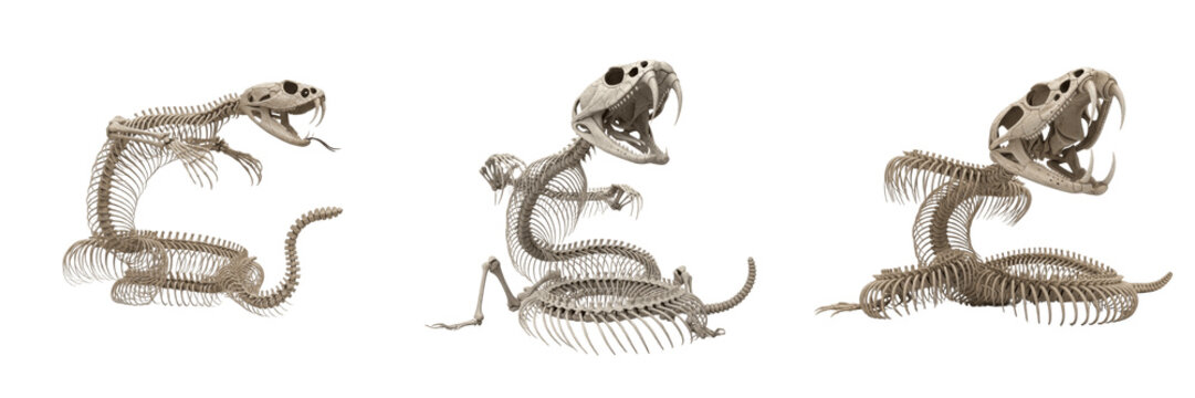 Rattlesnake skeleton, Crotalus atrox, striking pose, detailed fang skull anatomy, Viperidae solenoglyphous viper osteology, rotating maxilla hinged fangs venom apparatus tracking model sheet