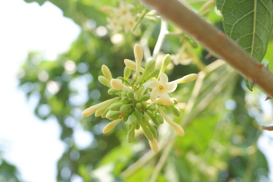 Delicate Papaya Flowers Blooming on Tropical Tree