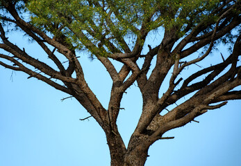 Fototapeta premium Detailed view of the thick trunk and spreading main branches of a large pine tree