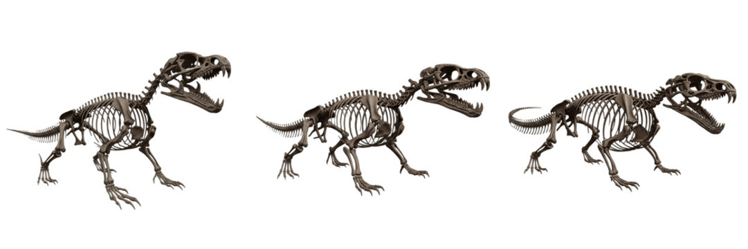 Chinese dragon inspired reptile skeleton, Draco orientalis, fantasy fossil anatomy model, serpentine lepidosauria osteology, composite draconian cranial horns elongated vertebral column profiling