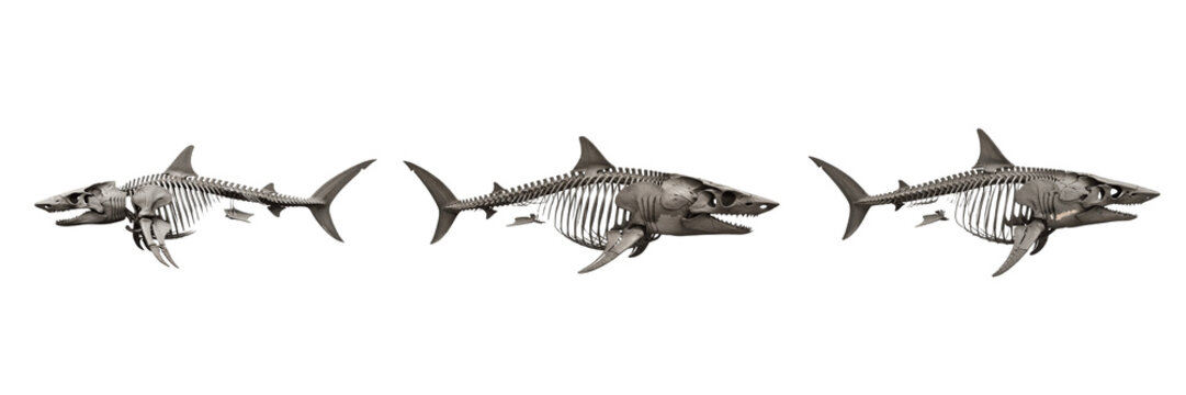 Great white shark skeleton, Carcharodon carcharias, marine predator anatomy, side profile view, Lamnidae chondrichthyes cartilaginous matrix calcified vertebral centra tracking framework calibration