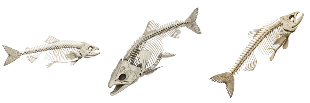 Salmon skeleton, Salmo salar, realistic fish vertebrae structure, Salmonidae salmoniformes teleost osteology, homocercal caudal fin ray hypural assembly bone calibration framework layout profile