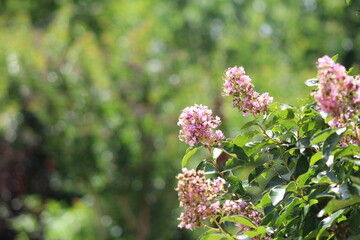 Obraz premium pink and white lilac flowers