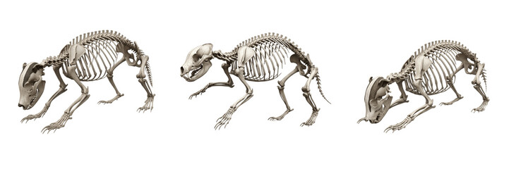 Badger skeleton, Meles meles, digging posture, realistic bone structure, Mustelidae fossorial carnivore osteology, prominent sagittal crest robust forelimb appendage skeletal framework map layout © SmartBee