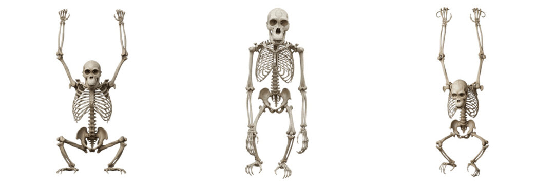 Orangutan skeleton, Pongo pygmaeus, hanging posture, realistic ape anatomy, Hominidae hominoid primate osteology, elongated anterior limbs hyper-flexible hip joint skeletal framework map configuration