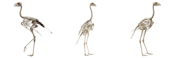 Secretary bird skeleton, Sagittarius serpentarius, long-legged raptor anatomy, Sagittariidae accipitriform osteology, extreme tarsometatarsus tibiotarsus elongation vertical flight architecture © SmartBee