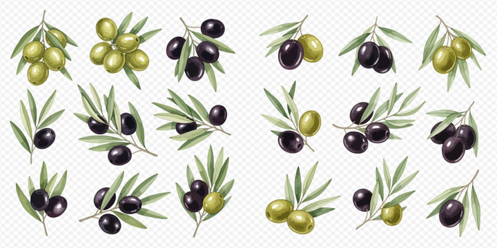 Set of realistic olive branches with green and black olives and leaves, isolated on a transparent background for culinary and healthy food concepts.