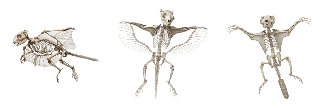 Flying squirrel skeleton, Pteromys volans, gliding posture anatomy, Sciuridae rodent sciuromorpha osteology, stylized carpus cartilage styliform element gliding appendage structural framework