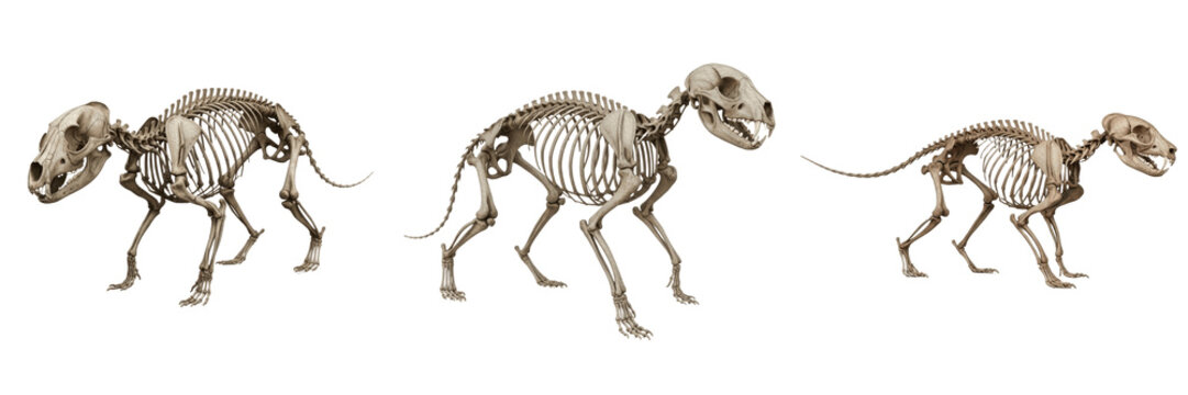 Tasmanian tiger skeleton, Thylacinus cynocephalus, extinct marsupial anatomy, Thylacinidae marsupial carnivore osteology, thylacine digital canine skull quadrupedal bone tracking framework calibration