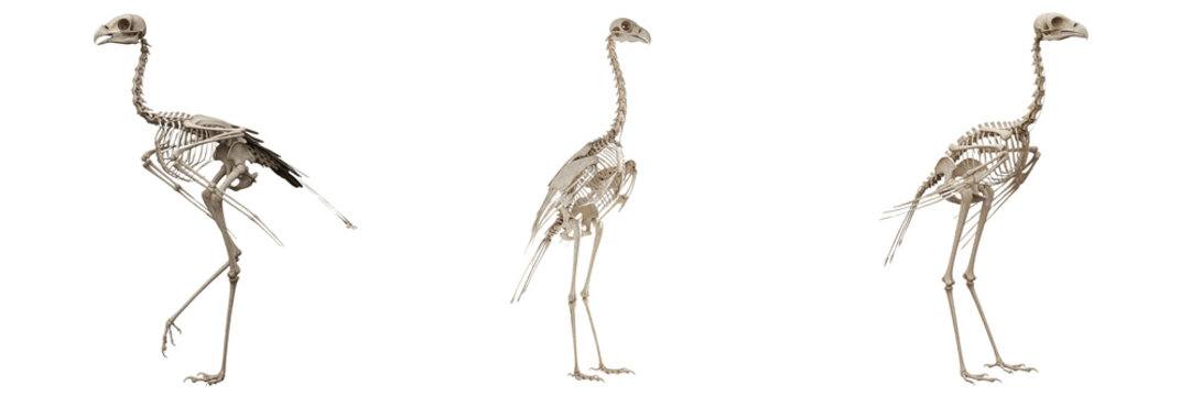 Secretary bird skeleton, Sagittarius serpentarius, long-legged raptor anatomy, Sagittariidae accipitriform osteology, extreme tarsometatarsus tibiotarsus elongation vertical flight architecture
