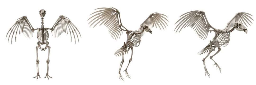 Condor skeleton, Vultur gryphus, enormous wingspan anatomy, realistic bone detail, Cathartidae scavenging bird osteology, long humerus carpometacarpus flight skeletal framework map profile