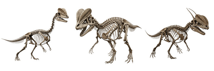 Dilophosaurus skeleton, Dilophosaurus wetherilli, twin crest skull anatomy, prehistoric dinosaur fossil style, Dilophosauridae theropod dinosaur osteology, bipedal predator bone structure © SmartBee