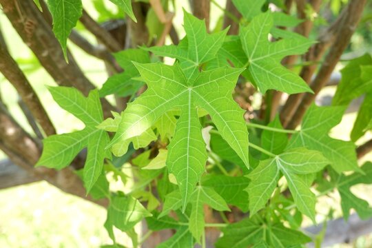 Cnidoscolus Aconitifolius Leaf Macro Detail Botanical Texture