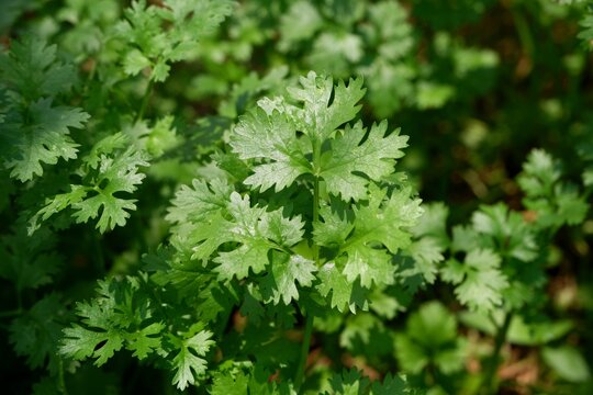 Fresh Coriander Leaves Close-Up Macro Detail Herb Photography