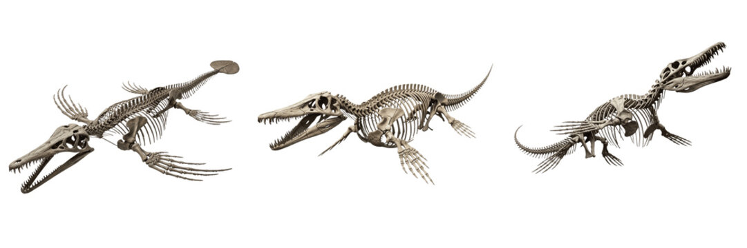 Mosasaurus skeleton, Mosasaurus hoffmannii, giant marine reptile fossil anatomy, Mosasauridae squamata pythonomorpha osteology, hyperphalangy paddle limbs python-like jaw framework blueprint