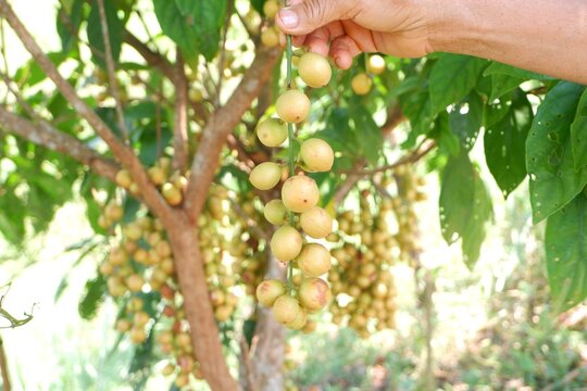 Fresh Burmese Grape in Farmer Hand During Harvest