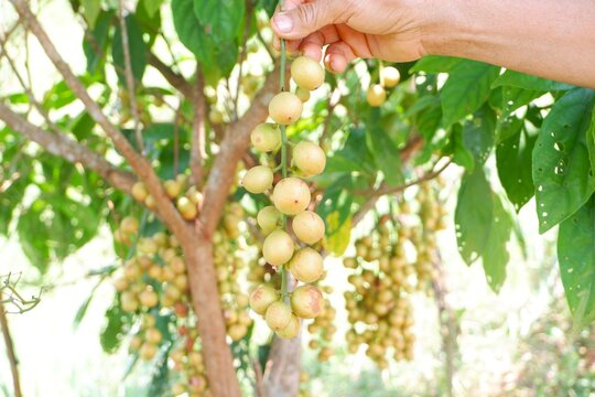 Burmese Grape