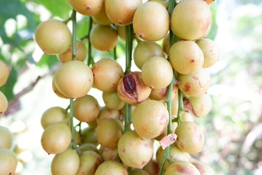 Tropical Burmese Grape Tree with Abundant Fresh Fruits