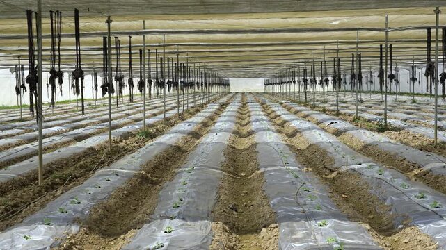 View of rows of young seedlings growing under a shade cloth in a large agricultural greenhouse Nepal.