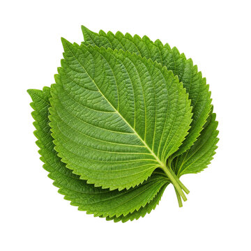 깻잎 Leaf Kkaes