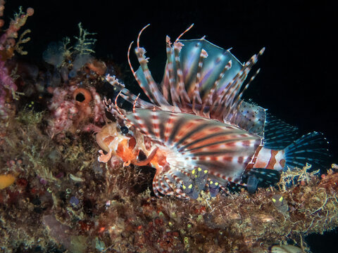 Zebra Lionfish (Dendrochirus zebra), Kapalai Island, Sabah, Malaysia, Borneo