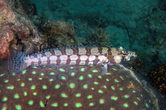 Reticulated Sandperch (Parapercis tetracantha), Kapalai Island, Sabah, Malaysia, Borneo