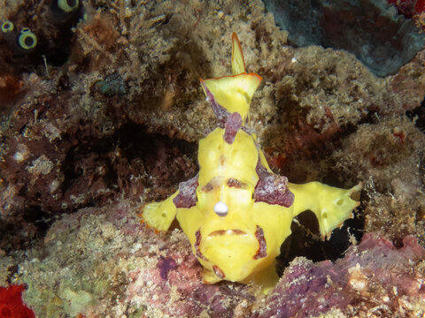 Warty Frogfish (Antennarius maculatus), also commonly known as the Clown Frogfish, Kapalai Island, Sabah, Malaysia, Borneo