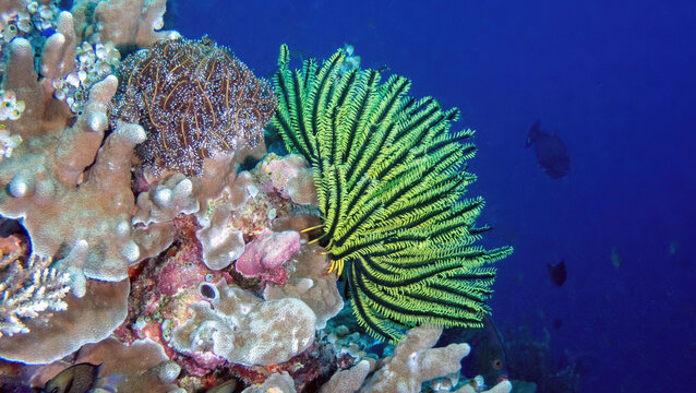 Feather Star (Comanthina schlegelii), reefs of Sipadan Island, Sabah, Malaysia, Borneo