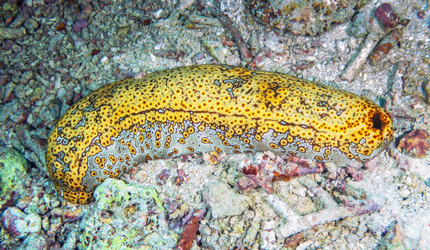 Leopard Sea Cucumber (Bohadschia argus), Sipadan Island, Sabah, Malaysia, Borneo