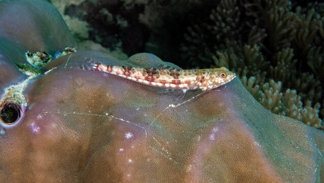 Variegated lizardfish (Synodus variegatus), Kapalai Island, Sabah, Malaysia, Borneo