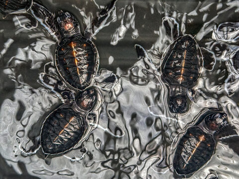 Green Sea Turtle Hatchlings (Chelonia mydas) in a rehab center on Sipadan Island, Sabah, Malaysia, Borneo